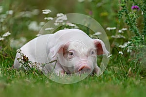 Young funny pig on a green grass