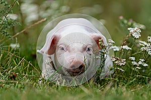 Young funny pig on a green grass