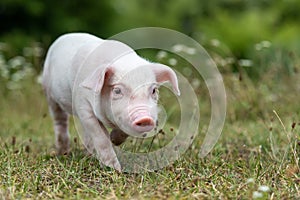 Young funny pig on a green grass