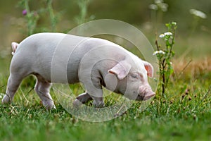 Young funny pig on a green grass