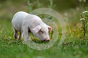 Young funny pig on a green grass