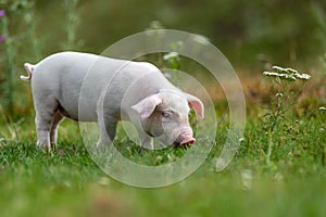 Young funny pig on a green grass