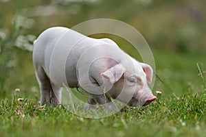 Young funny pig on a green grass