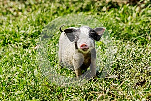 Young funny pig on a spring green grass.