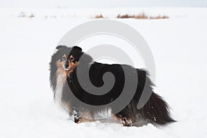 Young funny sheltie plays in the snow