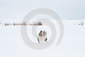 Young funny sheltie plays in the snow