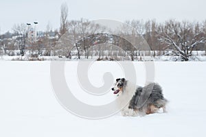 Young funny sheltie plays in the snow