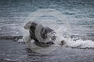 Young fur seal exits the ocean photo