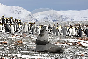 A young fur seal poses in front of a colony of king penguins