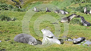 A young fur seals pups