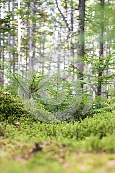 young fur trees in the forest