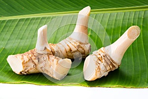 Young galangal