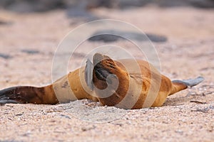 Young Galapagos sea lion lying on the beach on North Seymour Isl