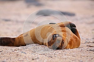 Young Galapagos sea lion lying on the beach on North Seymour Isl