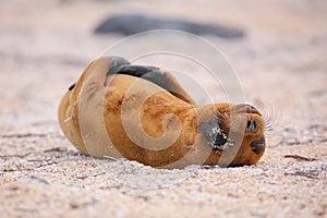 Young Galapagos sea lion lying on the beach on North Seymour Isl