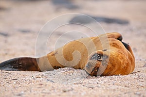 Young Galapagos sea lion lying on the beach on North Seymour Isl