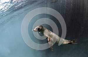 Young Galapagos sea lion Zalophus wollebaeki underwater photo