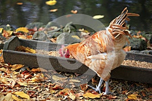 Young / Gallus gallus domesticus at feeding t