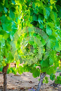 Young gamay grapes of Beaujolais with morning lights