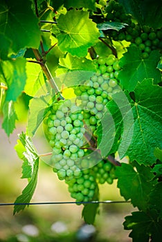 Young gamay grapes of Beaujolais with morning lights