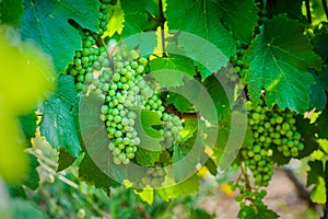 Young gamay grapes of Beaujolais with morning lights