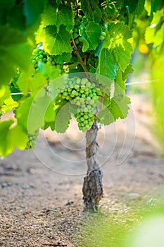 Young gamay grapes of Beaujolais with morning lights