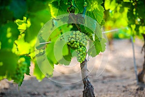 Young gamay grapes of Beaujolais with morning lights