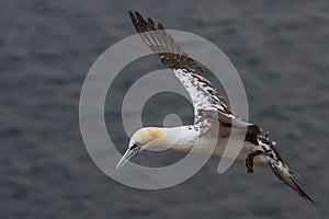 Young Gannet