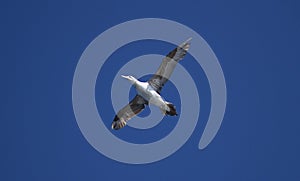 young gannet bird