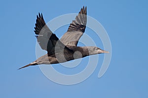 Young gannet flying above the sea