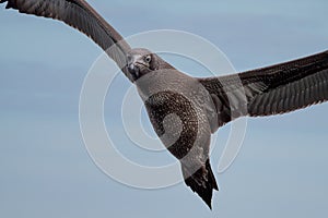 Young gannet flying above the sea
