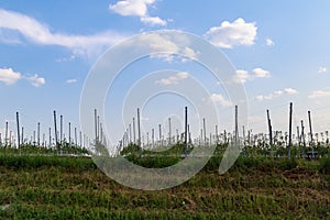 Young garden. Agricultural agroindustrial background with copy space for text