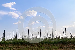 Young garden. Agricultural agroindustrial background with copy space for text