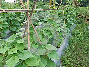 A young garden that is fertile and beautiful to look at