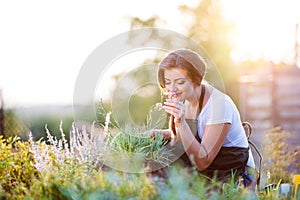 Young gardener in garden smelling flower, sunny nature