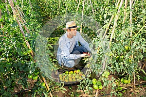 Young gardener gathering crop of tomatoes in vegetable garden