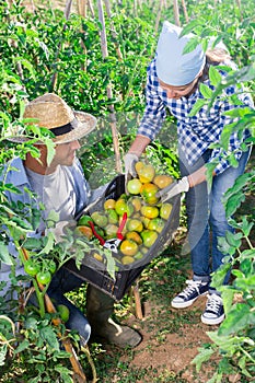 Young gardener gathering crop of tomatoes in vegetable garden