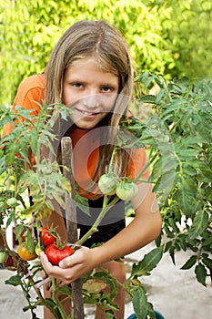 Young gardener grown tomatoes