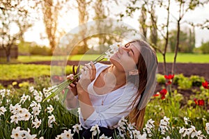 Young gardener picks daffodil flowers in spring garden. Happy woman smelling narcissus blooms cut with pruner. Gardening