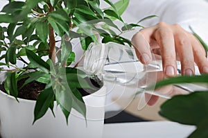 Young gardener pouring green ficus plant with fresh water
