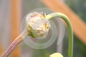 Young garlic bulbil photo