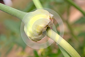 Young garlic bulbil photo