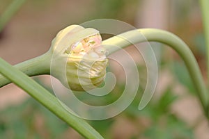 Young garlic bulbil photo