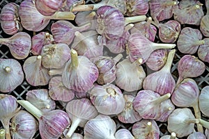 Young garlic heads