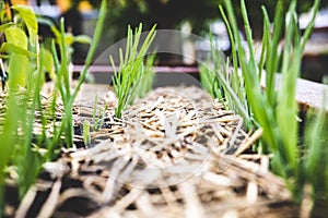 Young garlic plants growing up, straw mulching