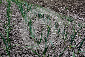 Young garlic plants in the spring bed