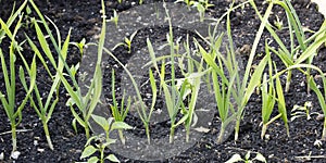 Young garlic plants in a vegetable garden