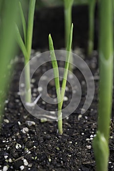 Young garlic sprouts from the ground