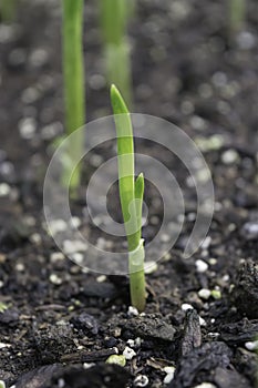 Young garlic sprouts from the ground