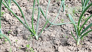 young garlic sprouts grow out of the ground in the spring